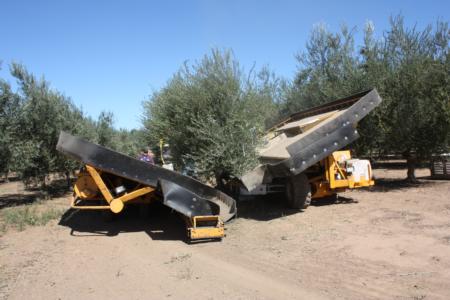 Erick Neilsen Enterprises trunk-shaking harvester in olive orchard: at end of row
